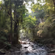 Forest by bolig