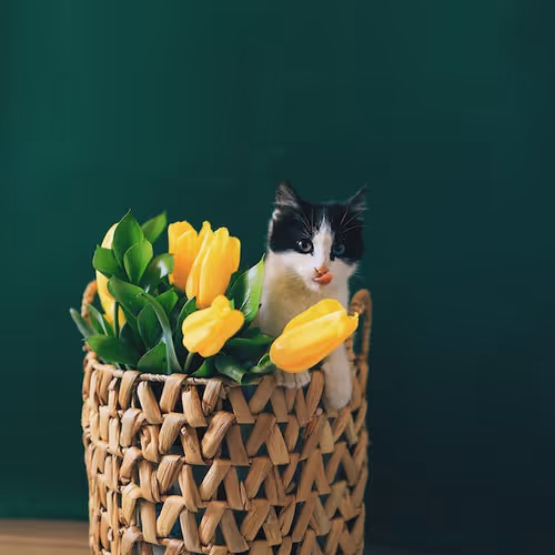 0xcb729ab1c480767309988130217b0265a2cb445b