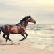 Horses