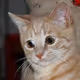 catt