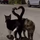 Cat Love