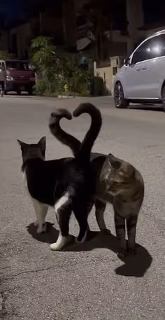 Cat Love