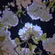 0x4ff7434f457a226d1a4e4943a3937cddb4f3a153
