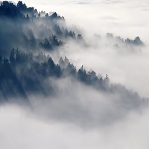 Fog
