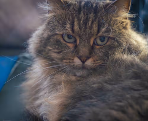 Brown tabby female cat