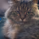 Brown tabby female cat