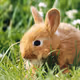 Animal 5