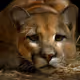 Jaguar JPEG