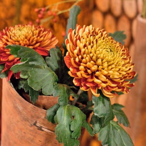 Autumn
