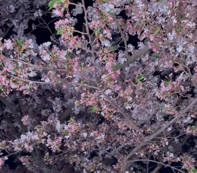 sakura
