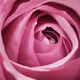 Pink Flower