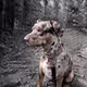 Catahoula Cool-025