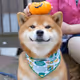 Shibas