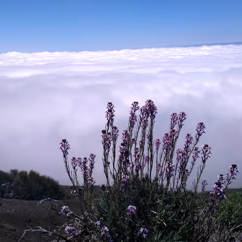 Tenerife