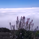 Tenerife