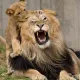 Cuddly father and son lions