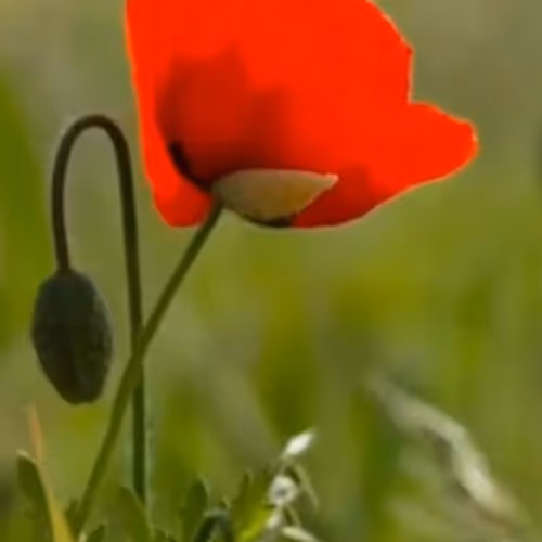 poppy