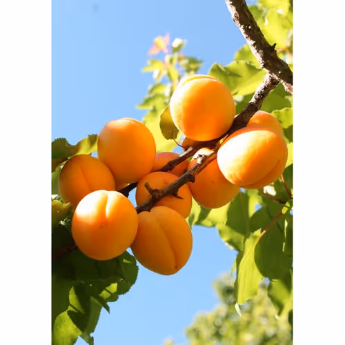 orangefruct
