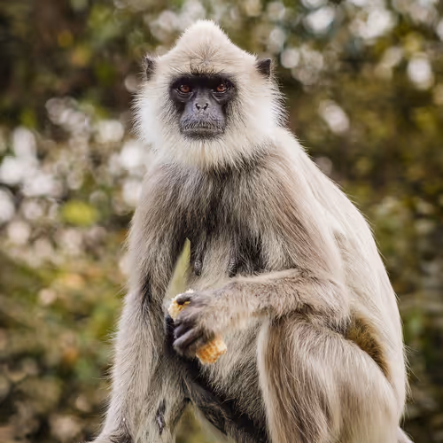 Monkey's white fur