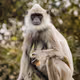 Monkey's white fur