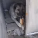 Zora Feed the Dog