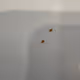 Crumbs