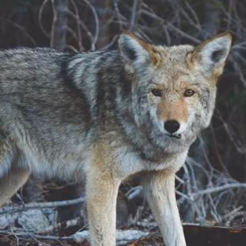 Compiler Botswana Wicked