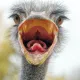 ostrich gang
