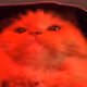 gm