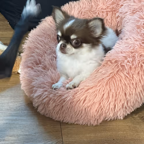 Surprised Chihuahua