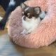 Surprised Chihuahua