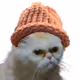Bella Cat