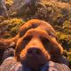 ma doge