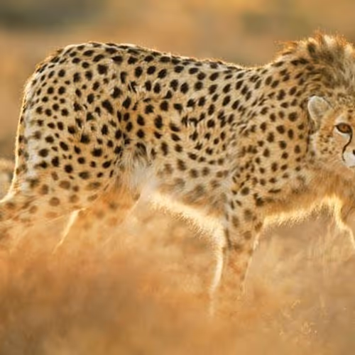 Gepard