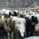 GANGS