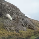 mountain sheep