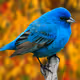 bird