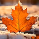 $enjoy autumn