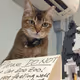 Cats Gallery