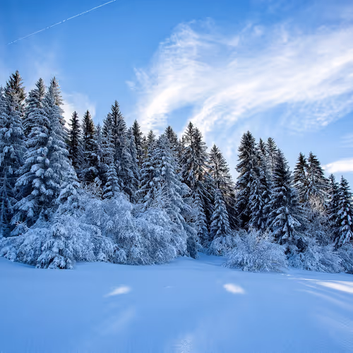 winter forest