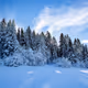 winter forest