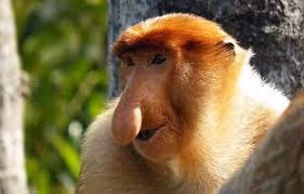 Nosy