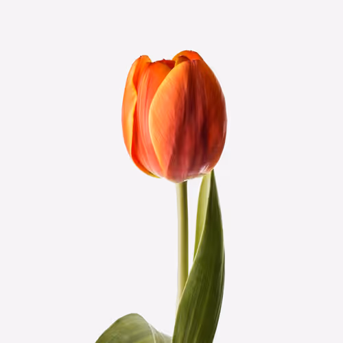 TULIP
