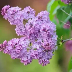 jasmine flower