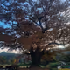 my treeeeee