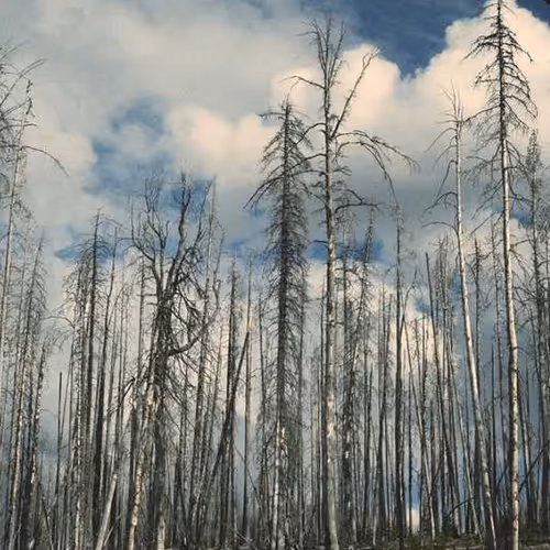 Economies Refrigerator Cube