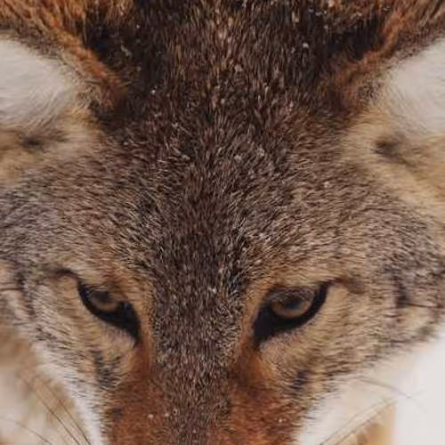 Spencer Corporations Purposes