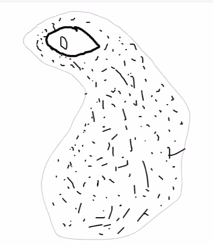 Amoeba