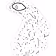 Amoeba