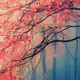 nopl